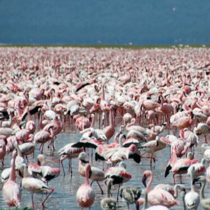 Flamingos in Lake Nakuru, Kenya