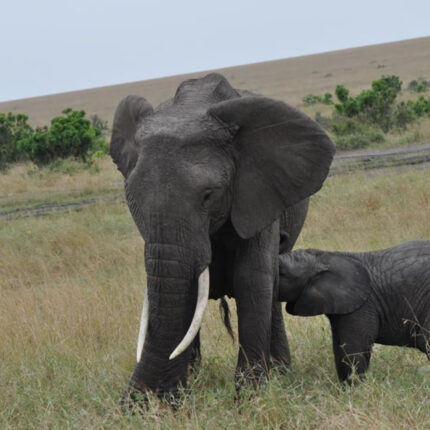 Elephant in Maasai Mara, Kenya