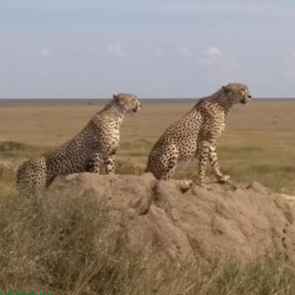Cheetahs in Samburu National Park